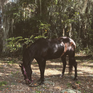 Meet your Posher, Jane